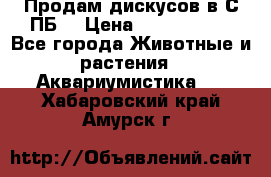 Продам дискусов в С-ПБ. › Цена ­ 3500-4500 - Все города Животные и растения » Аквариумистика   . Хабаровский край,Амурск г.